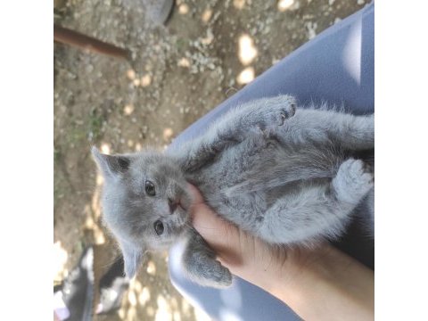 Scottish fold yavru