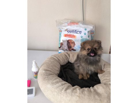 Mini boy a kalite pomeranian yavrumuz