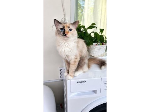 Ücretsiz ragdoll kedimiz
