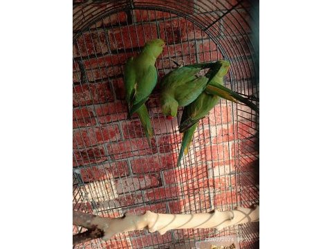 Alıştırmalık pakistan papağanları