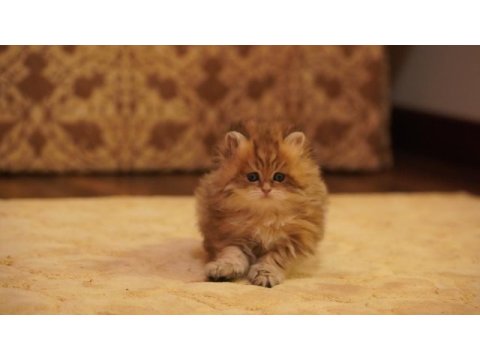 Golden british longhair yavrular