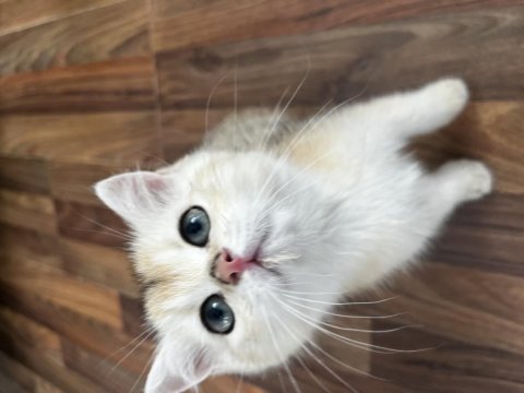 Golden british shorthair yavrular