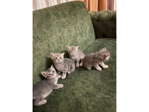 Yavru 37 günlük british shorthair