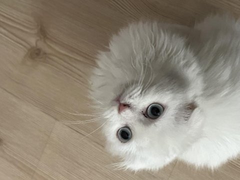 Üç buçuk aylık scottish fold kızımıza yuva