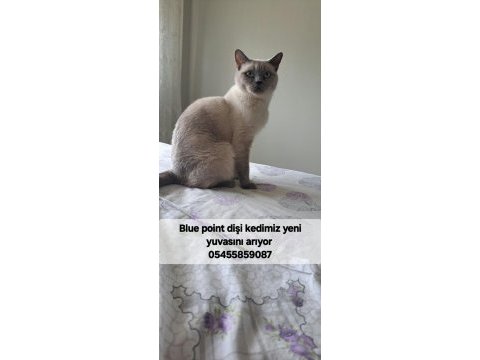 Yetişkin dişi blue point british shorthair