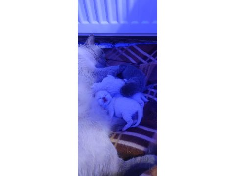 British shorthair yavrularımı sahiplendiriyorum