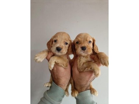 Cocker yavru köpeğimiz