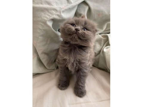 Oyuncu süslü british longhair bebek