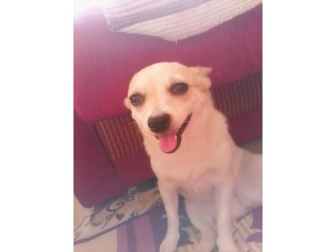 1 yaşında pinscher acil ankara mamak