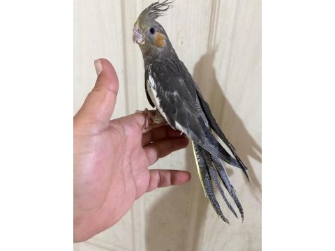 45 günlük konuşturmalık grey bebek sultan papağanı