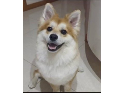 Pomeranian alman spitz karma