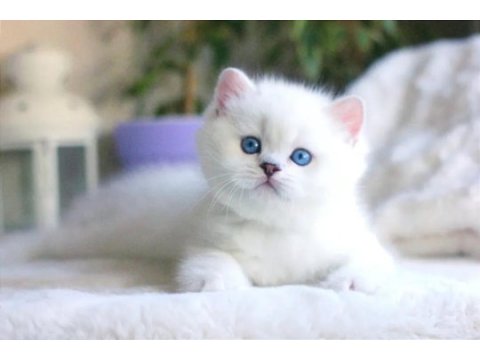 Beyaz teddy bear silver british shorthair ns1133