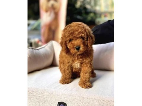 Maltipoo bebek köpekler