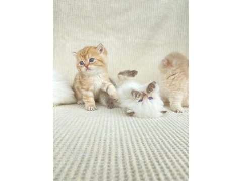 British shorthair ve longhair yavrular