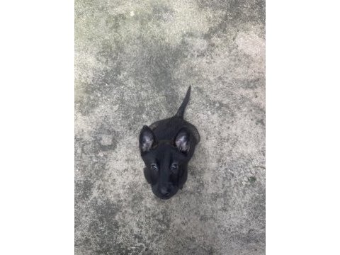 Kalitenin adresi mete köpek akademisi (malinois)