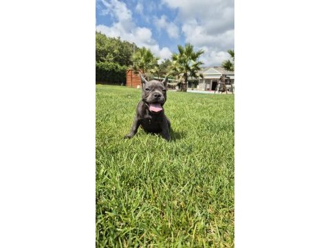 Blue french bulldog yavruları
