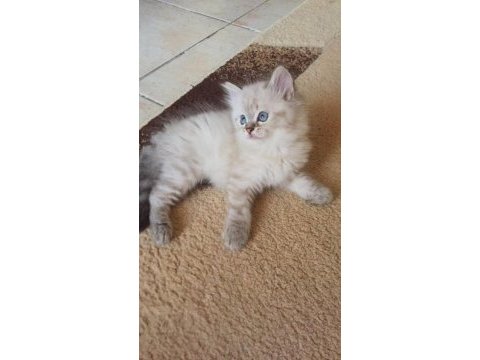 Minik british longhair meleklerim