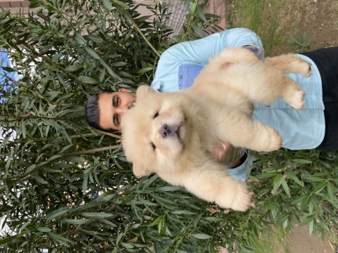 Üst kalite chow chow yavrularımız