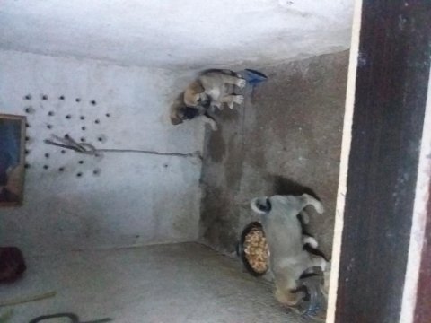 Has kangal isteyenler ana baba belli