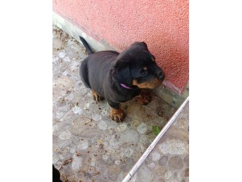 Rottweiler yavruları