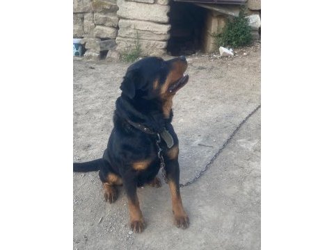 Safkan macar rottweiler yavrular 2 kardeş sadece