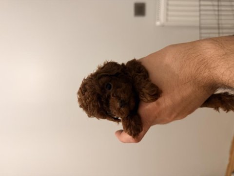 Rokanın poodle yavruları