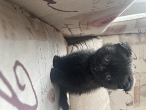 Çok sağlıklı cinnamon ve duman renk scottish fold yavrular