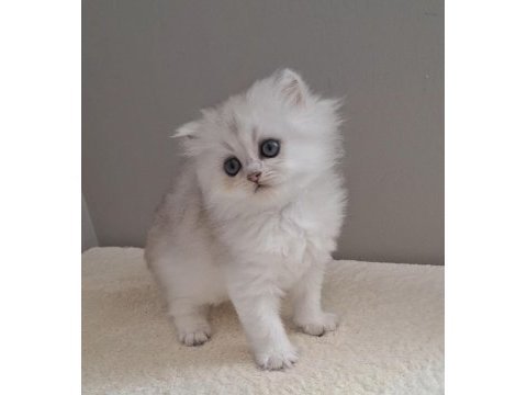 British longhair dişi