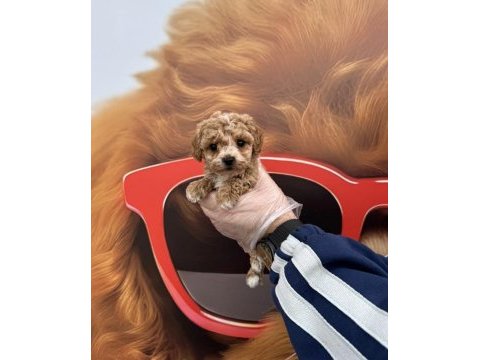 Irk garantili maltipoo yavrularımız