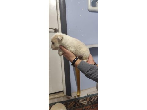Border collie yavrular 1 aylık oldular