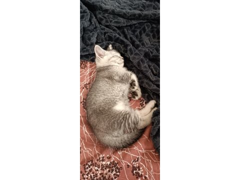 Kedimiz çakırı sahiplenir misin