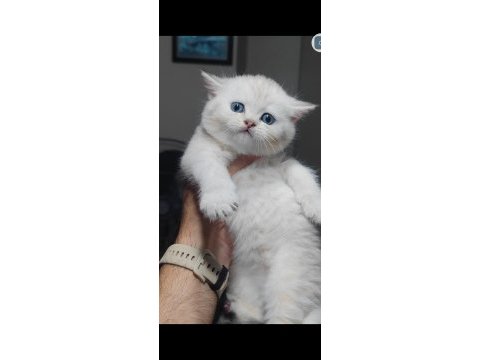 British shorthair kedimiz