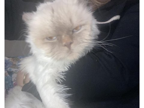 Maviş gözlü tatliş kedimiz kira british longhair