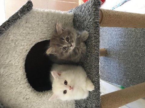 Yaramaz british longhair ponçikler
