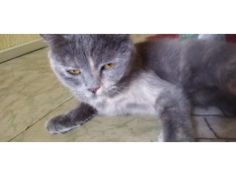 British shorthair kedimi sahiplenecek arıyorum
