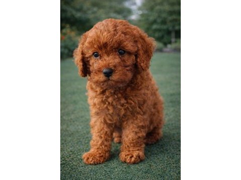 Zeki sadık sevgi dolu poodle yavrular