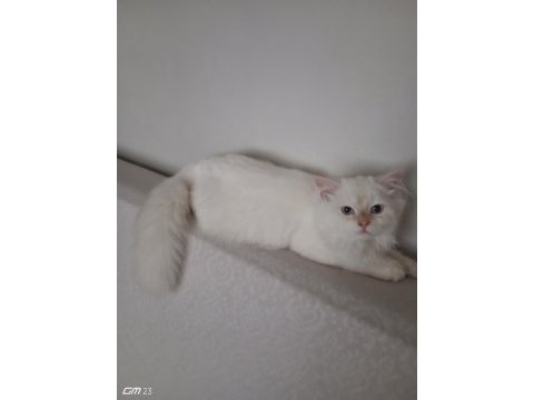 Chinchilla erkek safkan