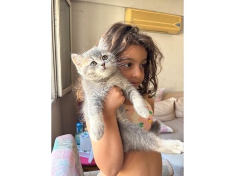 Dev adayı british shorthair erkek