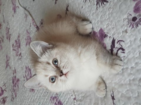 British shorthair silver
