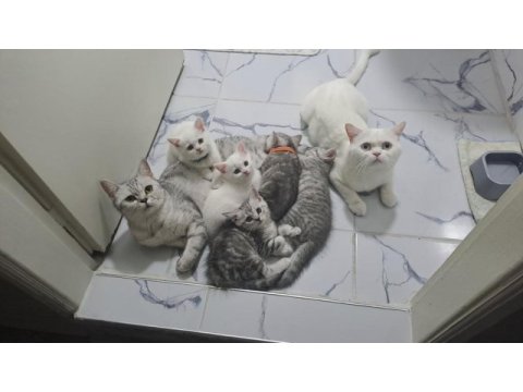 3 şilaĥşör kediler