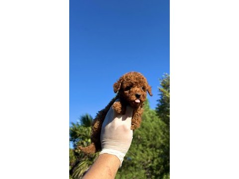 Wc eğitimli redbrown toy poodle yavrumuz