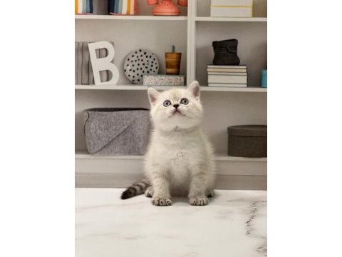 Show kalite brıtısh shorthair yavrularım 