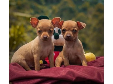 1.250 gr olacak pinscher