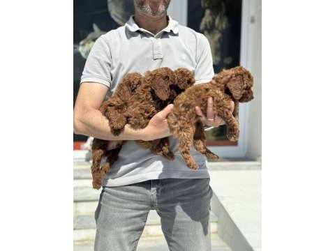 Petmode köpek çiftliğinde ziyarete açık toy poodle
