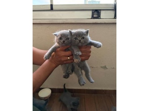 British shorthair kedilerim