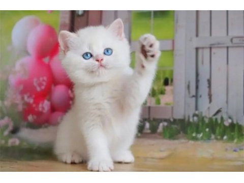 Kar beyaz silver british shorthair ns1133
