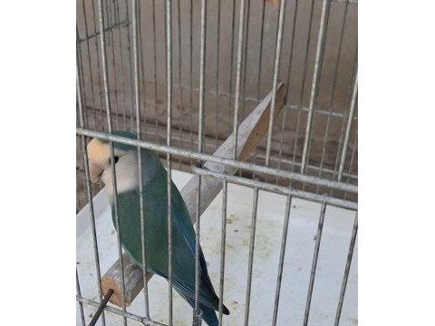 Sevda ve cennet papağanı takım