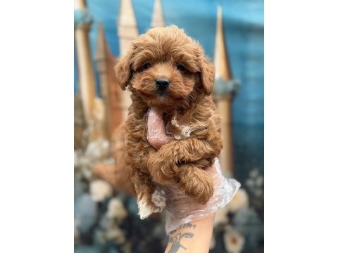 Orijinal en sevimli kore maltipoo