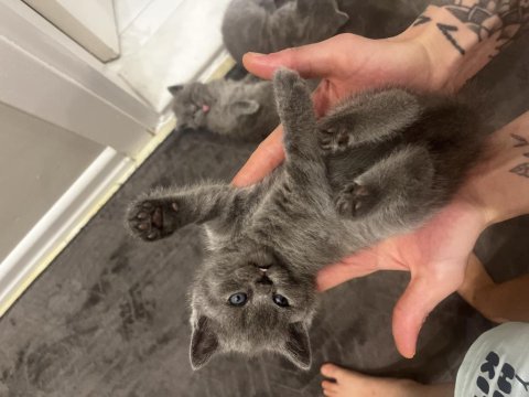British shorthair bebekler