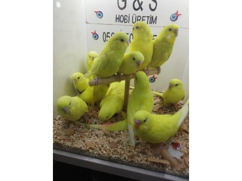 Yavru muhabbet kuşları